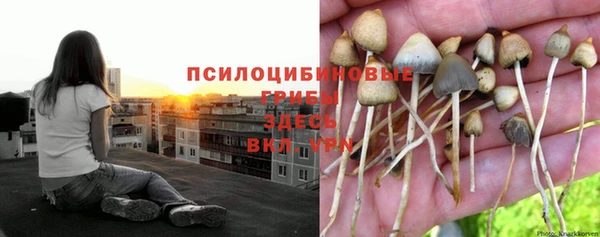 ешки Богданович